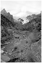 Virgin River in Zion Canyon, afternoon. Zion National Park, Utah, USA. (black and white)