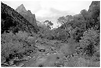 Zion Canyon and Virgin River in the fall. Zion National Park, Utah, USA. (black and white)