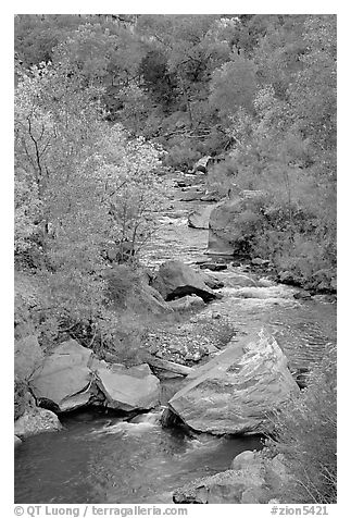 Virgin river, boulders, and trees. Zion National Park, Utah, USA.