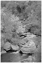 Virgin river, boulders, and trees. Zion National Park, Utah, USA. (black and white)