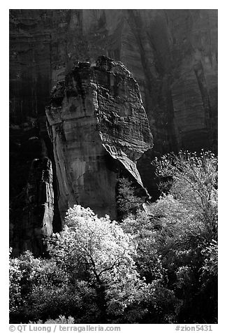 The Pulpit, temple of Sinawava, late morning. Zion National Park, Utah, USA.