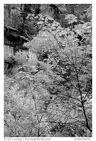 Cliff, waterfall, and trees in fall foliage, near the first Emerald Pool. Zion National Park, Utah, USA.