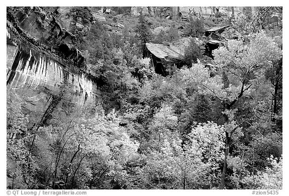 Sandstone cliff, waterfall, and trees in autum colors l. Zion National Park, Utah, USA.