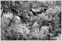 Sandstone cliff, waterfall, and trees in autum colors l. Zion National Park, Utah, USA. (black and white)