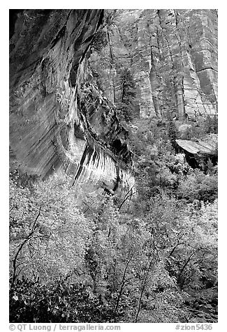 Rock wall and trees in fall colors, near the first Emerald Pool. Zion National Park, Utah, USA.