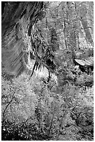 Rock wall and trees in fall colors, near the first Emerald Pool. Zion National Park, Utah, USA. (black and white)