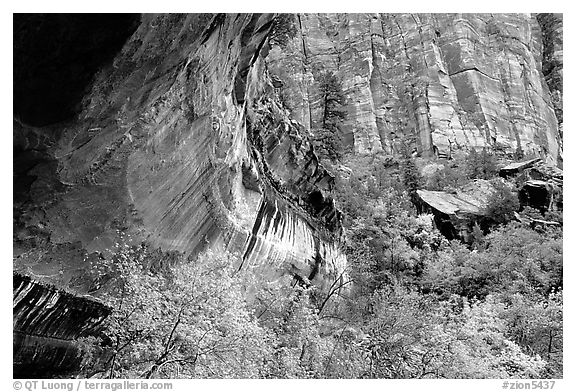 Sandstone cliff and trees in autumn foliage. Zion National Park, Utah, USA.