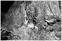 Sandstone cliff and trees in autumn foliage. Zion National Park, Utah, USA. (black and white)