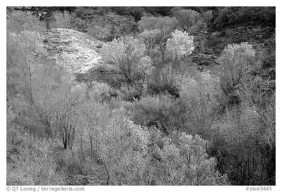 Trees in fall foliage in creek, Finger canyons of the Kolob. Zion National Park, Utah, USA.