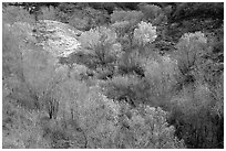 Trees in fall foliage in creek, Finger canyons of the Kolob. Zion National Park, Utah, USA. (black and white)