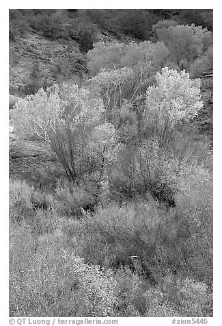 Trees in fall colors in a creek, Finger canyons of the Kolob. Zion National Park, Utah, USA.