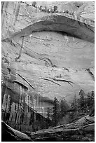 Double Arch Alcove, Middle Fork of Taylor Creek. Zion National Park, Utah, USA. (black and white)