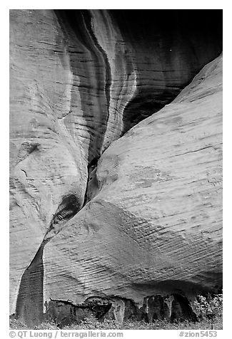 Rock sandstone wall, Double Arch Alcove, Middle Fork of Taylor Creek. Zion National Park, Utah, USA.