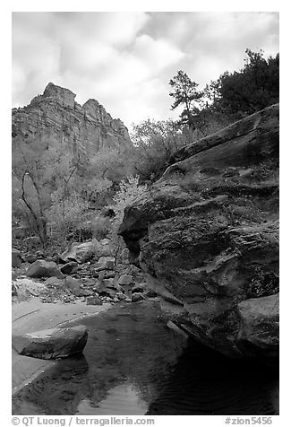 Left Fork of the North Creek. Zion National Park, Utah, USA.