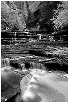 Archangel Falls in autumn, Left Fork of the North Creek. Zion National Park ( black and white)