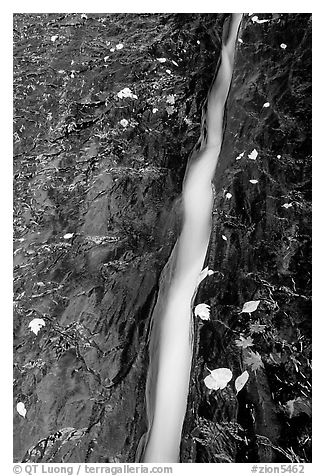 Six inch wide channel where the water of the Left Fork of the North Creek runs. Zion National Park, Utah, USA.