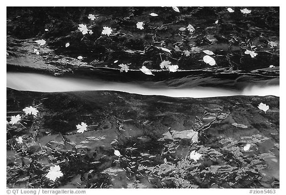 Six inch wide crack channeling all flow of Left Fork of the North Creek. Zion National Park (black and white)