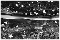 Six inch wide crack channeling all the flow of the Left Fork of the North Creek. Zion National Park, Utah, USA. (black and white)