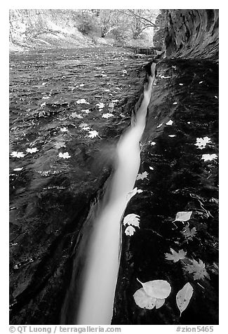 Narrow crack and fallen leaves, Left Fork of the North Creek. Zion National Park (black and white)