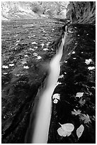 Narrow crack and fallen leaves, Left Fork of the North Creek. Zion National Park, Utah, USA. (black and white)