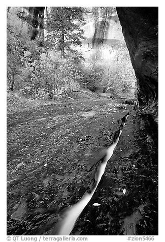 Left Fork of North Creek flowing in six inch wide crack. Zion National Park (black and white)
