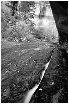Left Fork of  North Creek flowing in a Six inch wide crack. Zion National Park, Utah, USA. (black and white)