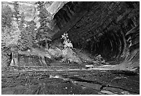 Cascade and alcove, Left Fork of the North Creek. Zion National Park, Utah, USA. (black and white)