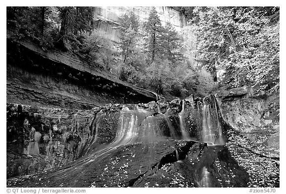 Cascade and tree in autumn foliage, Left Fork of the North Creek. Zion National Park, Utah, USA.