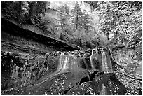 Cascade and tree in autumn foliage, Left Fork of the North Creek. Zion National Park, Utah, USA. (black and white)