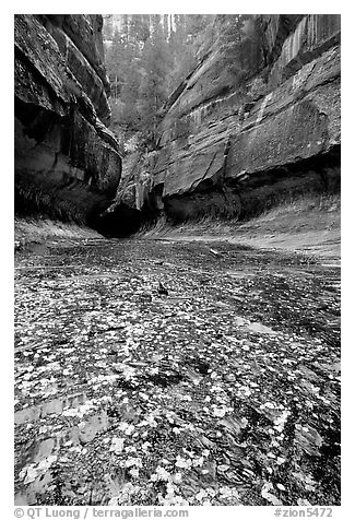 Entrance of the Subway, Left Fork of the North Creek. Zion National Park, Utah, USA.