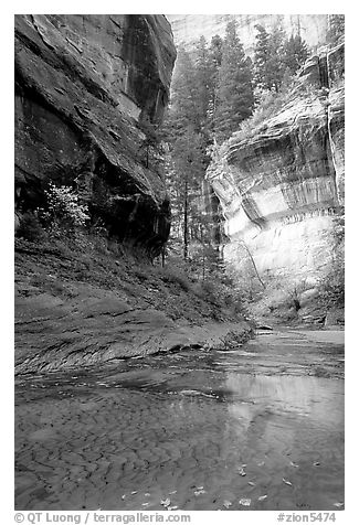 Cliffs near the Subway, Left Fork of the North Creek. Zion National Park, Utah, USA.