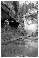 Cliffs near the Subway, Left Fork of the North Creek. Zion National Park, Utah, USA. (black and white)
