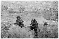 Trees and Checkerboard patterns, Mesa area. Zion National Park, Utah, USA. (black and white)