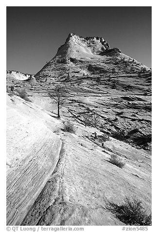 Sandstone swirls, Zion Plateau. Zion National Park, Utah, USA.