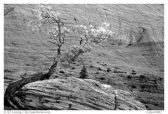 Pine tree and checkerboard patterns, Zion Plateau. Zion National Park, Utah, USA.