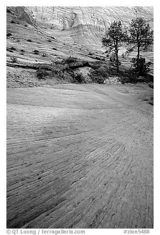 Sandstone striations, Zion Plateau. Zion National Park (black and white)
