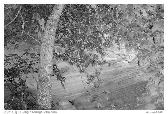 Tree and wall, Hidden Canyon. Zion National Park (black and white)