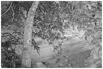 Tree and wall, Hidden Canyon. Zion National Park ( black and white)