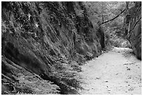 Wash bordered by fern-covered wall, Hidden Canyon. Zion National Park ( black and white)