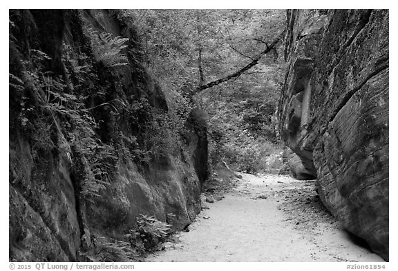 Lush fern-covered wall in Hidden Canyon. Zion National Park (black and white)