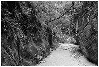 Lush fern-covered wall in Hidden Canyon. Zion National Park ( black and white)