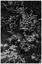 Wildflowers on Hidden Canyon wall. Zion National Park ( black and white)