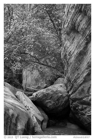 Boulders, trees, and cliffs, Hidden Canyon. Zion National Park (black and white)