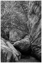 Boulders, trees, and cliffs, Hidden Canyon. Zion National Park ( black and white)