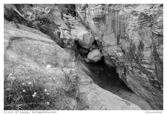 Wildflowers at mouth of Hidden Canyon. Zion National Park (black and white)