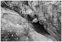 Wildflowers at mouth of Hidden Canyon. Zion National Park ( black and white)