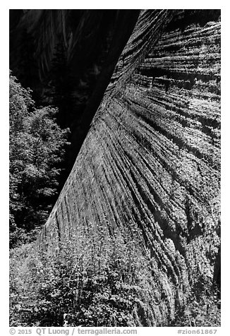 Striated wall, Mystery Canyon. Zion National Park (black and white)