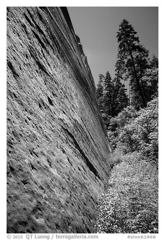 Stark canyon wall and trees, Mystery Canyon. Zion National Park (black and white)