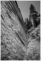 Stark canyon wall and trees, Mystery Canyon. Zion National Park ( black and white)