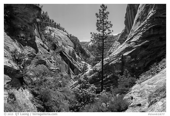 V-shaped walls and tree, Mystery Canyon. Zion National Park (black and white)
